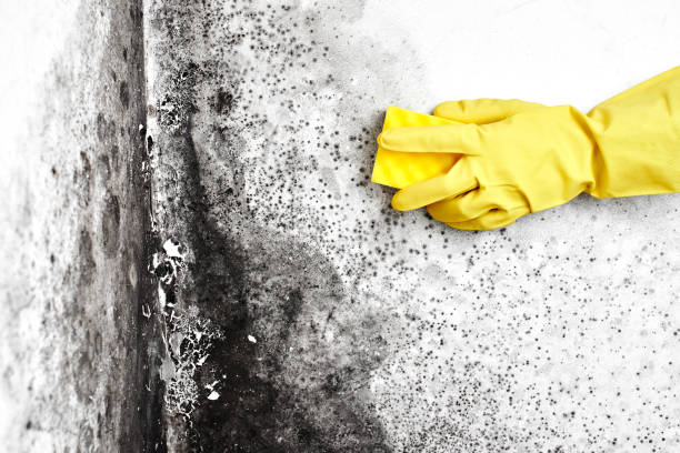 Best Basement Mold Removal  in Manchester Center, VT
